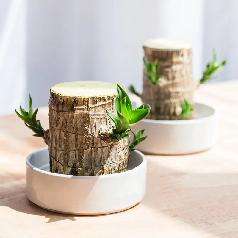 Terrarium™ - Bois Porte-Bonheur