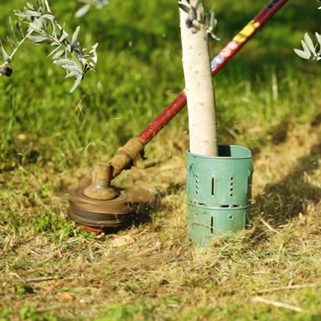 Cage de Protection Pour Plante